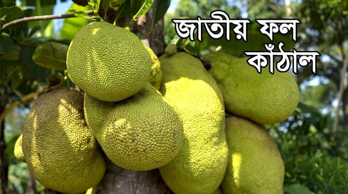 বাংলাদেশের জাতীয় ফল কাঁঠাল সম্পর্কিত জানা-অজানা তথ্য